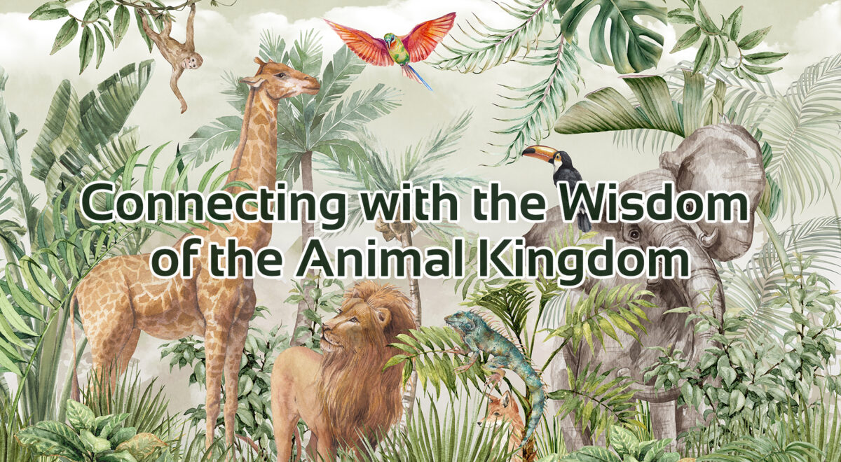 image of animals with text' connecting with the wisdom of the animal kingdom' animal spirit guides