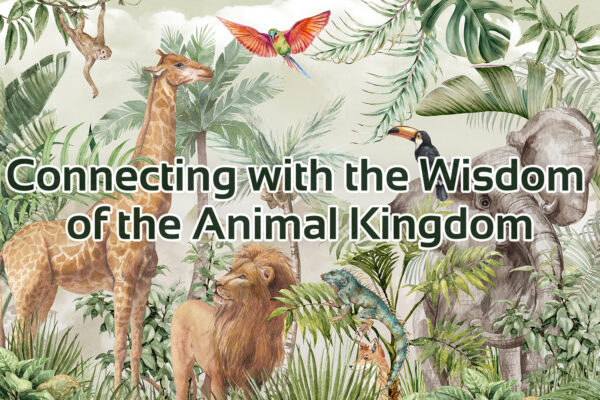 image of animals with text' connecting with the wisdom of the animal kingdom' animal spirit guides